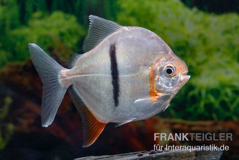 Schwarzband-Mühlsteinsalmler, Myleus Schomburgkii (Variante 2) SCHMALER STREIFEN 1 Schwarzband-Mühlsteinsalmler, Myleus Schomburgkii (Variante 2) SCHMALER STREIFEN