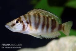 Nanderbuntbarsch, Altolamprologus Compressiceps, DNZ -EHEIM || sera || AQUATLANTIS Verkaufsgeschäft Nanderbuntbarsch Altolamprologus compressiceps 2