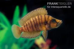 Nanderbuntbarsch Kigoma, Altolamprologus Compressiceps Kigoma