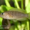 Gestreifter Schneckenbuntbarsch, Neolamprologus Multifsciatus, DNZ