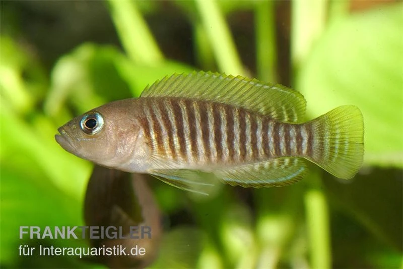 Gestreifter Schneckenbuntbarsch, Neolamprologus Multifsciatus, DNZ 1 Gestreifter Schneckenbuntbarsch, Neolamprologus Multifsciatus, DNZ