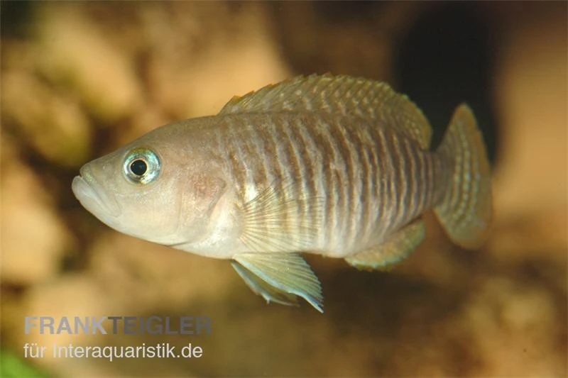 Gestreifter Schneckenbuntbarsch, Neolamprologus Multifsciatus, DNZ 2 Gestreifter Schneckenbuntbarsch, Neolamprologus Multifsciatus, DNZ – Bild 2