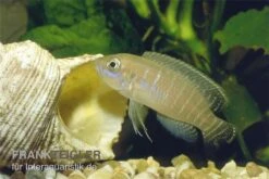 Gestreifter Schneckenbuntbarsch, Neolamprologus Multifsciatus, DNZ 5 Gestreifter Schneckenbuntbarsch, Neolamprologus Multifsciatus, DNZ -EHEIM || sera || AQUATLANTIS Verkaufsgeschäft Neolamprologus multifasciatus vielgestreifter schne