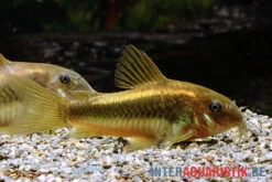 "Neon Gold Stripe"-Panzerwels, Corydoras Sp. "Neon Gold Stripe" (CW10) -EHEIM || sera || AQUATLANTIS Verkaufsgeschäft Neon Gold Stripe Panzerwels Corydoras sp Neon Gold Stripe CW10 1