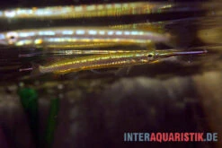 Neonstreifen-Halbschnabelhecht, Hemirhamphodon Tengah