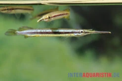 Neonstreifen-Halbschnabelhecht, Hemirhamphodon Tengah -EHEIM || sera || AQUATLANTIS Verkaufsgeschäft Neonstreifen Halbschnabelhecht Hemirhamphodon tengah 3