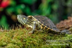 Nicaragua-Schmuckschildkröte, Trachemys Emolli 5 Nicaragua-Schmuckschildkröte, Trachemys Emolli -EHEIM || sera || AQUATLANTIS Verkaufsgeschäft Nicaragua Schmuckschildkroete Trachemys emolli 2
