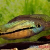 Nicaraguabuntbarsch, (ex. Cichlasoma) Nicaraguense