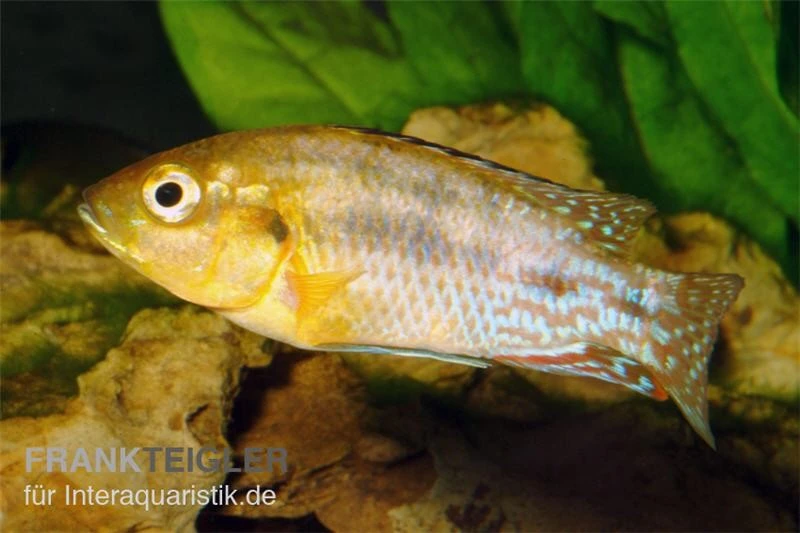 Nichols Maulbrüter, Pseudocrenilabrus Nicholsi, DNZ 2 Nichols Maulbrüter, Pseudocrenilabrus Nicholsi, DNZ – Bild 2