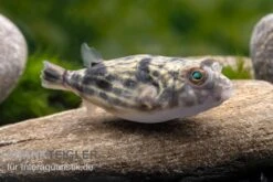 Nilkugelfisch, Tetraodon Fahaka (lineatus) -EHEIM || sera || AQUATLANTIS Verkaufsgeschäft Nilkugelfisch Tetraodon fahaka lineatus 1