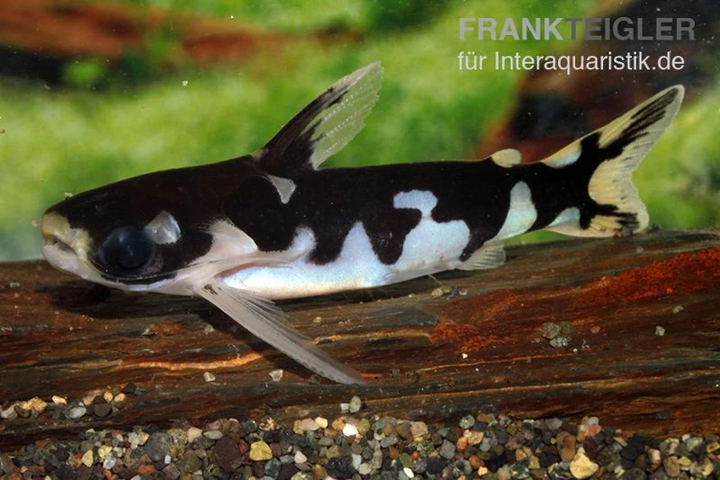 Ninja-Tatia, Tatia Musaica 1 Ninja-Tatia, Tatia Musaica