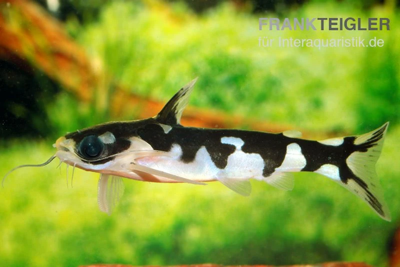 Ninja-Tatia, Tatia Musaica 2 Ninja-Tatia, Tatia Musaica – Bild 2