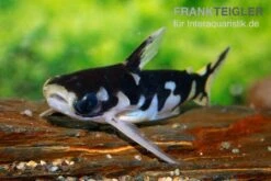 Ninja-Tatia, Tatia Musaica 5 Ninja-Tatia, Tatia Musaica -EHEIM || sera || AQUATLANTIS Verkaufsgeschäft Ninja Tatia Tatia musaica3