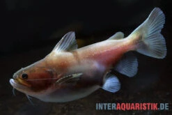 Oger-Wels, Asterophysus Batrachus -EHEIM || sera || AQUATLANTIS Verkaufsgeschäft Oger Wels Asterophysus batrachus 1