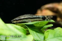 Bundle: 6x Ohrgitterharnischwels, Otocinclus Affinis (6 Stück) -EHEIM || sera || AQUATLANTIS Verkaufsgeschäft Ohrgitterharnischwels Otocinclus affinis 3