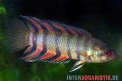 Orange-Buschfisch, Microctenopoma Ansorgii