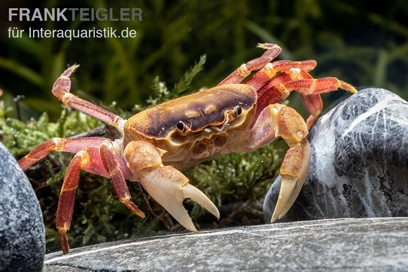 Orangenkrabbe, Sundathelphusa Sp. "orange" 2 Orangenkrabbe, Sundathelphusa Sp. "orange" – Bild 2