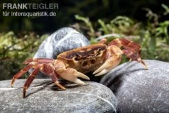 Orangenkrabbe, Sundathelphusa Sp. "orange" 6 Orangenkrabbe, Sundathelphusa Sp. "orange" -EHEIM || sera || AQUATLANTIS Verkaufsgeschäft Orangenkrabbe Sundathelphusa sp orange 2