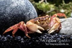 Orangenkrabbe, Sundathelphusa Sp. "orange" 7 Orangenkrabbe, Sundathelphusa Sp. "orange" -EHEIM || sera || AQUATLANTIS Verkaufsgeschäft Orangenkrabbe Sundathelphusa sp orange 3