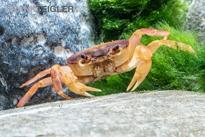 Orangenkrabbe, Sundathelphusa Sp. "orange" 1 Orangenkrabbe, Sundathelphusa Sp. "orange"