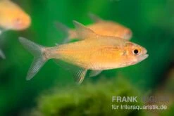 Orangensalmler, Hyphessobrycon Cf. Pulchripinnis BOLIVIA ORANGE, 5er Gruppe -EHEIM || sera || AQUATLANTIS Verkaufsgeschäft Orangensalmler Hyphessobrycon cf pulchripinnis BOLIVIA ORANGE 1