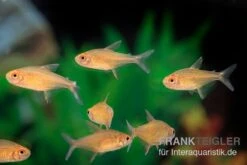 Orangensalmler, Hyphessobrycon Cf. Pulchripinnis BOLIVIA ORANGE, 5er Gruppe -EHEIM || sera || AQUATLANTIS Verkaufsgeschäft Orangensalmler Hyphessobrycon cf pulchripinnis BOLIVIA ORANGE 2