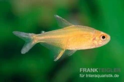 Orangensalmler, Hyphessobrycon Cf. Pulchripinnis BOLIVIA ORANGE, 5er Gruppe -EHEIM || sera || AQUATLANTIS Verkaufsgeschäft Orangensalmler Hyphessobrycon cf pulchripinnis BOLIVIA ORANGE 3