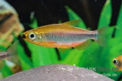 Oranger Kongosalmler, Phenacogrammus Cf. Aurantiacus "Bandundu Orange" -EHEIM || sera || AQUATLANTIS Verkaufsgeschäft Oranger Kongosalmler Phenacogrammus cf aurantiacus Bandundu Orange 3