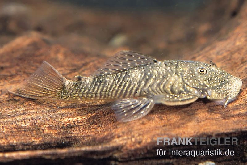 Orinoco-Cheatostoma, Chaetostoma Pearsei "L187" 1 Orinoco-Cheatostoma, Chaetostoma Pearsei "L187"