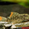 Orinoko-Guyanaharnischwels, Guyanancistrus Guahiborum "L106"