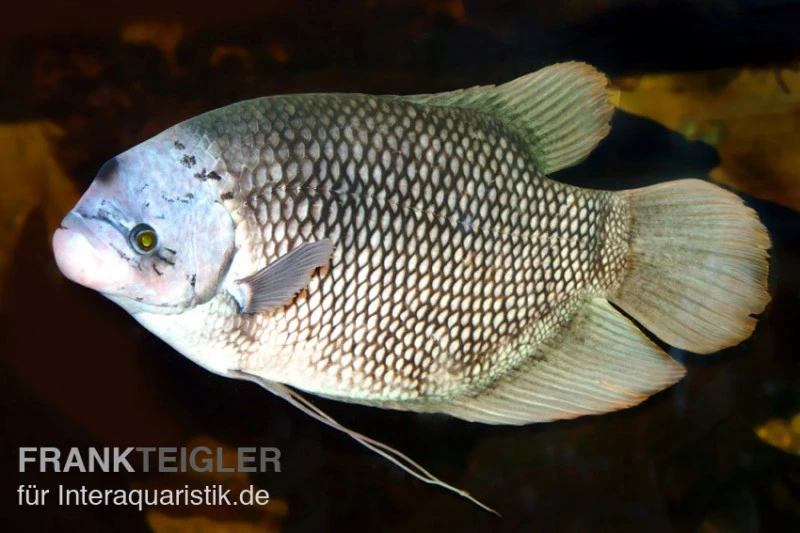 Riesengurami, Osphronemus Goramy 2 Riesengurami, Osphronemus Goramy – Bild 2