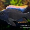 Black-orange-dorsale-Buntbarsch, Otopharynx Spec. Black Orange Dorsale