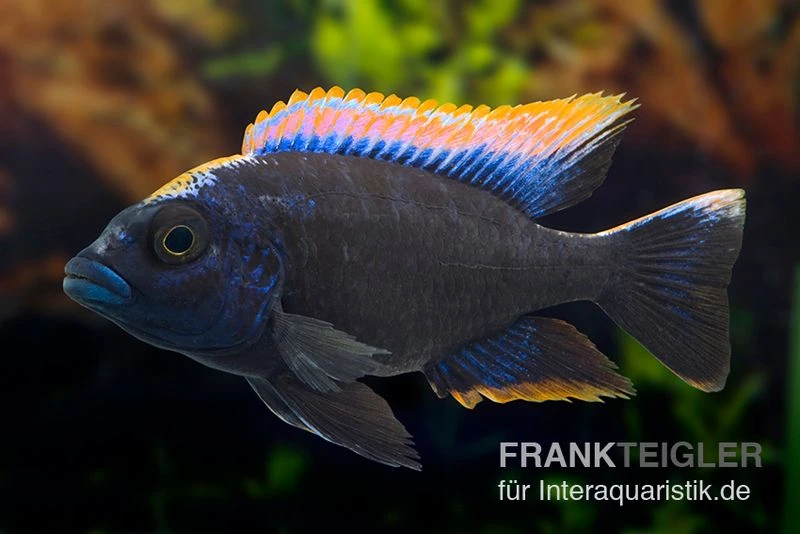 Black-orange-dorsale-Buntbarsch, Otopharynx Spec. Black Orange Dorsale 1 Black-orange-dorsale-Buntbarsch, Otopharynx Spec. Black Orange Dorsale