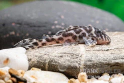 Ozelot-Harnischwels, Hypancistrus Spec. L174, 3-4 Cm -EHEIM || sera || AQUATLANTIS Verkaufsgeschäft Ozelot Harnischwels Hypancistrus spec L174 2