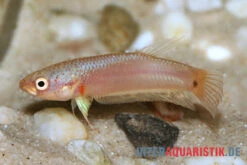 Pallifina-Kampffisch, Betta Pallifina, Paarweise -EHEIM || sera || AQUATLANTIS Verkaufsgeschäft Pallifina Kampffisch Betta pallifina 3