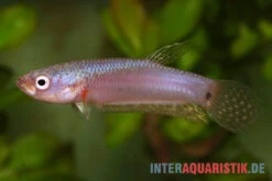 Pallifina-Kampffisch, Betta Pallifina, Paarweise -EHEIM || sera || AQUATLANTIS Verkaufsgeschäft Pallifina Kampffisch Betta pallifina 4