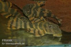Harnischwels, L397, Panaqolus Sp. 5 Harnischwels, L397, Panaqolus Sp. -EHEIM || sera || AQUATLANTIS Verkaufsgeschäft Panaquolus L397