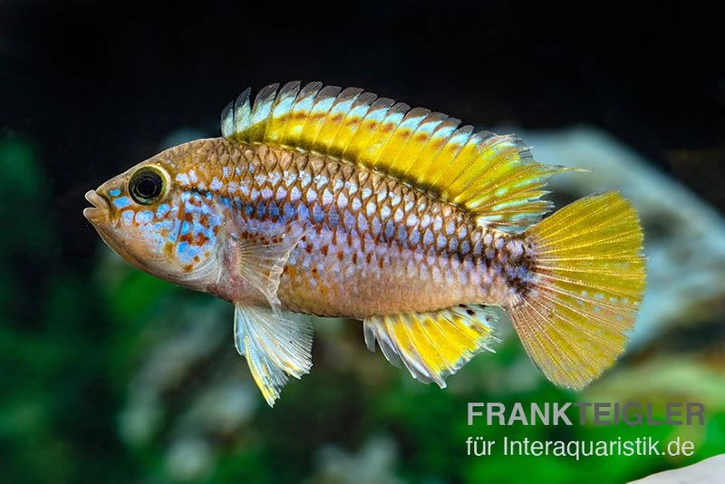 Papagei-Zwergbuntbarsch, Apistogramma Cf. Ortegai "Purple", Paarweise 2 Papagei-Zwergbuntbarsch, Apistogramma Cf. Ortegai "Purple", Paarweise – Bild 2