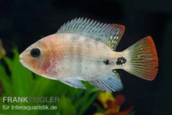 Quetzal-Buntbarsch, Cichlasoma Synspilum, DNZ -EHEIM || sera || AQUATLANTIS Verkaufsgeschäft Paraneetroplus melanurus 7