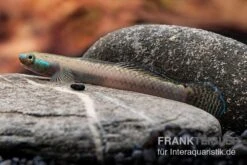 Pelewensis-Grundel, Stiphodon Pelewensis, 1 Paar