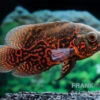 Pfauenaugenbuntbarsch "Black Tiger", Astronotus Ocellatus