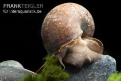 Afrikanische Riesen-Apfelschnecke, Pila Wernei -EHEIM || sera || AQUATLANTIS Verkaufsgeschäft Pila wernei 1a