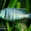 Likomamaulbrüter, Placidochromis Electra "Black Face", DNZ