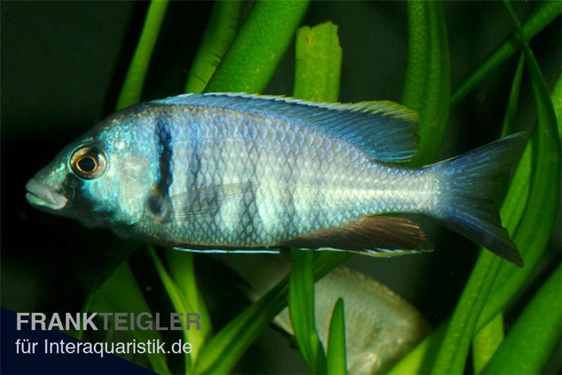Likomamaulbrüter, Placidochromis Electra "Black Face", DNZ 1 Likomamaulbrüter, Placidochromis Electra "Black Face", DNZ