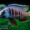 Mandalawi-Maulbrüter, Placidochromis "Electra Superior", DNZ