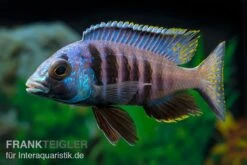 Mandalawi-Maulbrüter, Placidochromis "Electra Superior", DNZ