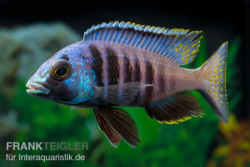Mandalawi-Maulbrüter, Placidochromis "Electra Superior", DNZ 1 Mandalawi-Maulbrüter, Placidochromis "Electra Superior", DNZ
