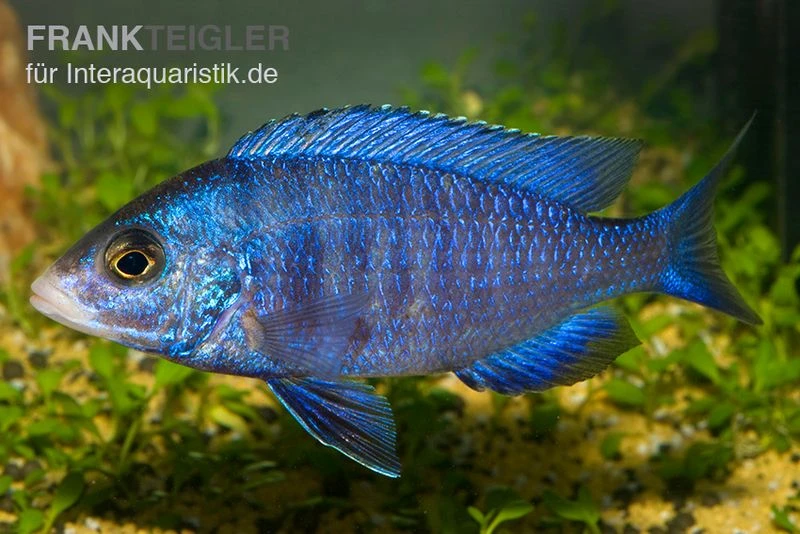 Weißlippen-Phenochilus, Placidochromis Phenochilus Mdoka, DNZ 1 Weißlippen-Phenochilus, Placidochromis Phenochilus Mdoka, DNZ