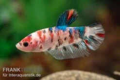 Plakat Kampffisch Koi, Männchen, Betta Splendens -EHEIM || sera || AQUATLANTIS Verkaufsgeschäft Plakat Kampffisch Koi Betta Plakat Koi Maennchen 3