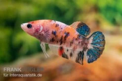 Plakat Kampffisch Koi, Männchen, Betta Splendens -EHEIM || sera || AQUATLANTIS Verkaufsgeschäft Plakat Kampffisch Koi Betta Plakat Koi Weibchen 2